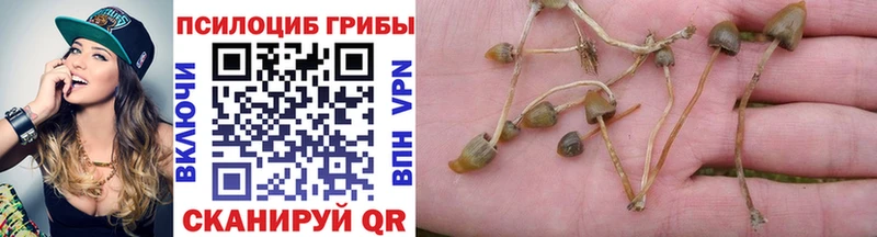 Купить где Елец Галлюциногенные грибы Psilocybine cubensis